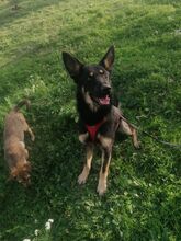 MIRNA, Hund, Deutscher Schäferhund in Rumänien - Bild 6