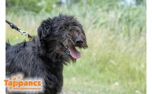 MARA, Hund, Mischlingshund in Ungarn - Bild 2