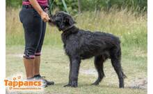 MAMOR, Hund, Mischlingshund in Ungarn - Bild 1