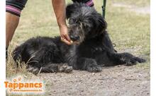 MAMOR, Hund, Mischlingshund in Ungarn - Bild 2