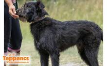 MAMOR, Hund, Mischlingshund in Ungarn - Bild 3