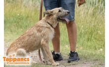 MENTA2, Hund, Mischlingshund in Ungarn - Bild 2