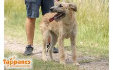 MENTA2, Hund, Mischlingshund in Ungarn - Bild 3
