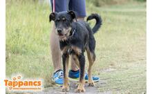 ROTI, Hund, Mischlingshund in Ungarn - Bild 3