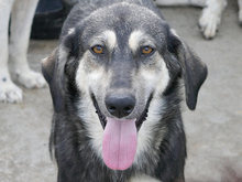 LIESEL, Hund, Mischlingshund in Rumänien