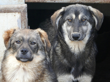 LIESEL, Hund, Mischlingshund in Rumänien - Bild 10