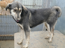 LIESEL, Hund, Mischlingshund in Rumänien - Bild 11