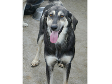 LIESEL, Hund, Mischlingshund in Rumänien - Bild 2