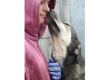LIESEL, Hund, Mischlingshund in Rumänien - Bild 3
