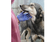 LIESEL, Hund, Mischlingshund in Rumänien - Bild 4