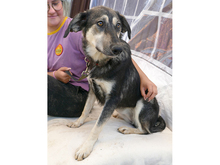 LIESEL, Hund, Mischlingshund in Rumänien - Bild 5