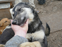 LIESEL, Hund, Mischlingshund in Rumänien - Bild 7