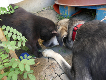 LIESEL, Hund, Mischlingshund in Rumänien - Bild 8