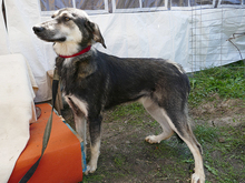 LIESEL, Hund, Mischlingshund in Rumänien - Bild 9