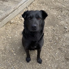 SERPLINA, Hund, Mischlingshund in Ungarn