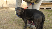 SERPLINA, Hund, Mischlingshund in Ungarn - Bild 10