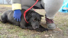 SERPLINA, Hund, Mischlingshund in Ungarn - Bild 11