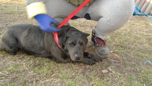 SERPLINA, Hund, Mischlingshund in Ungarn - Bild 12