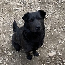 SERPLINA, Hund, Mischlingshund in Ungarn - Bild 3