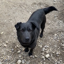 SERPLINA, Hund, Mischlingshund in Ungarn - Bild 5