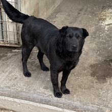 SERPLINA, Hund, Mischlingshund in Ungarn - Bild 6