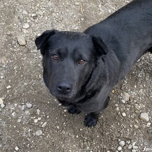 SERPLINA, Hund, Mischlingshund in Ungarn - Bild 7