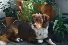 SASCHA, Hund, Mischlingshund in Berlin - Bild 2