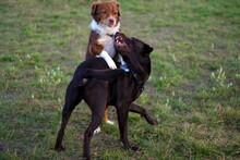 SASCHA, Hund, Mischlingshund in Berlin - Bild 6
