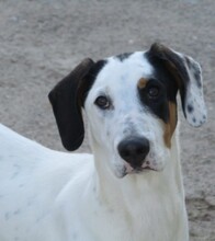 KAI, Hund, Mischlingshund in Spanien