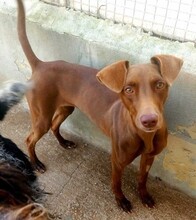 RORY, Hund, Mischlingshund in Malta