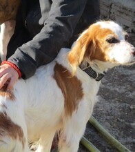 DOLORES, Hund, Mischlingshund in Spanien