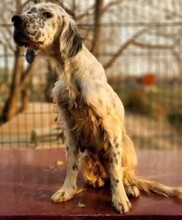 LOLA, Hund, Mischlingshund in Belgien