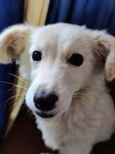 SALLY, Hund, Mischlingshund in Rumänien