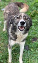 DULCICA, Hund, Mischlingshund in Rumänien