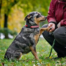 GERDA, Hund, Mischlingshund in Russische Föderation - Bild 10