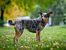 GERDA, Hund, Mischlingshund in Russische Föderation - Bild 14