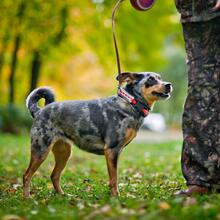 GERDA, Hund, Mischlingshund in Russische Föderation - Bild 2