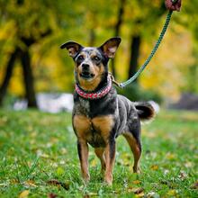 GERDA, Hund, Mischlingshund in Russische Föderation - Bild 8