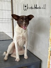 ODINIO, Hund, Mischlingshund in Rumänien - Bild 2