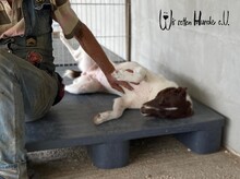 ODINIO, Hund, Mischlingshund in Rumänien - Bild 3