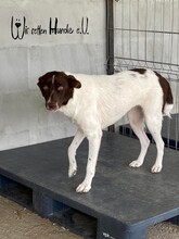 ODINIO, Hund, Mischlingshund in Rumänien - Bild 4