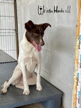 ODINIO, Hund, Mischlingshund in Rumänien - Bild 6