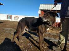 IGOR, Hund, Mischlingshund in Ungarn - Bild 5