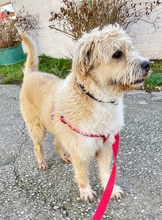 SANTA, Hund, Mischlingshund in Odenthal - Bild 1