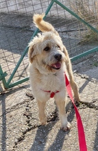 SANTA, Hund, Mischlingshund in Odenthal - Bild 5