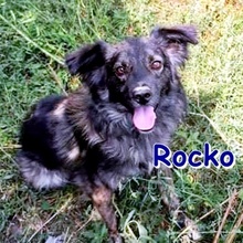 ROCKO, Hund, Mischlingshund in Bulgarien - Bild 1