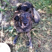ROCKO, Hund, Mischlingshund in Bulgarien - Bild 2