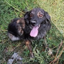 ROCKO, Hund, Mischlingshund in Bulgarien - Bild 3