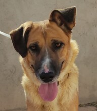 BELLA, Hund, Deutscher Schäferhund-Mix in Spanien - Bild 1