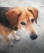 PEPPINO, Hund, Mischlingshund in Italien - Bild 1
